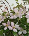 Clematis montana 'Rubens' (Bosrank)