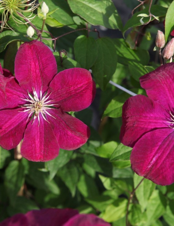 Clematis 'Rouge Cardinal' (Bosrank)