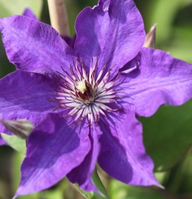 Clematis 'The President (Bosrank)