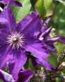 Clematis 'The President (Bosrank)