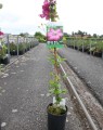 Clematis 'Ville de Lyon' (Bosrank)