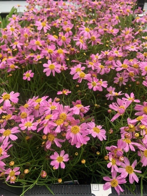 Coreopsis rosea  'American Dream' (Meisjesogen)