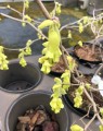 Corylopsis pauciflora  (Schijnhazelaar)