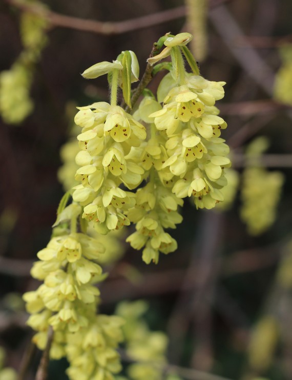 Corylopsis spicata  (Schijnhazelaar)