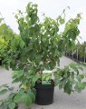 Corylopsis spicata  (Schijnhazelaar)