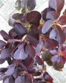 Cotinus coggygria 'Royal Purple'  (Pruikenboom)