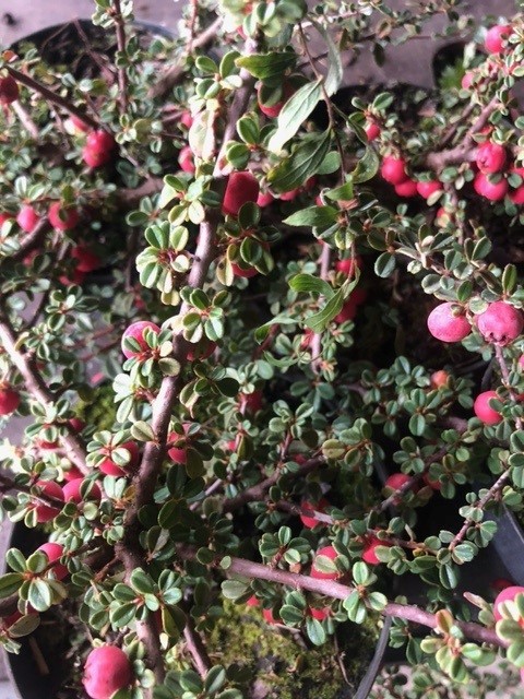 Cotoneaster microphyllus (dwergmispel)