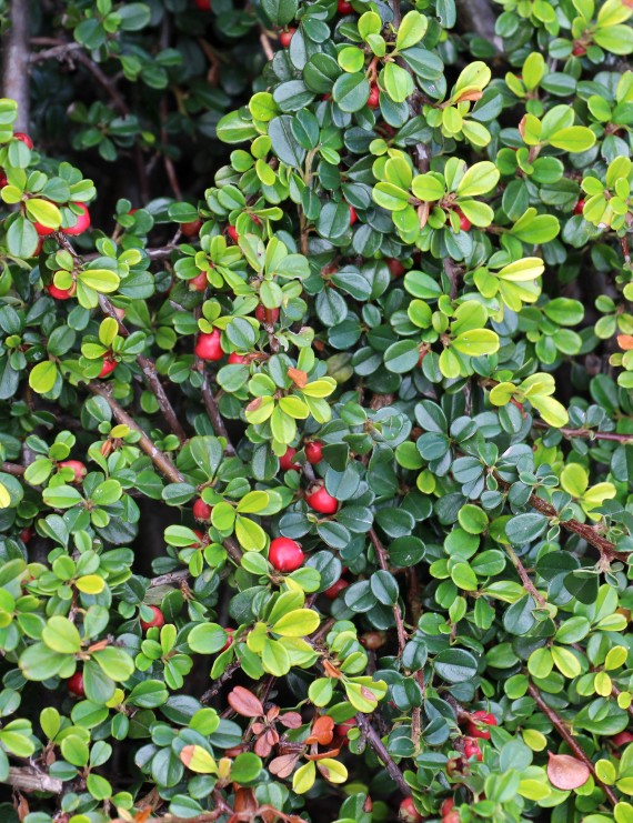 Cotoneaster procumb. 'Streib's Findling' (dwergmispel)