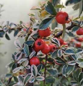 Cotoneaster suecicus 'Juliette' op stam (Dwergmispel)