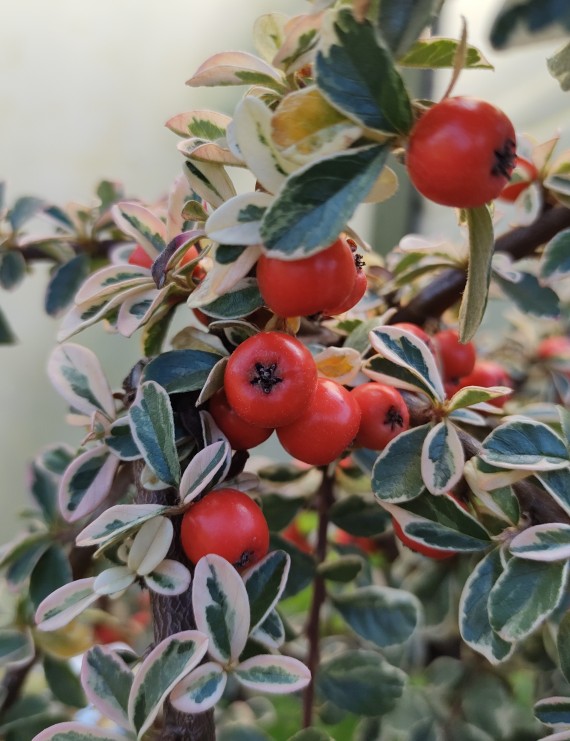 Cotoneaster suecicus 'Juliette' op stam (Dwergmispel)