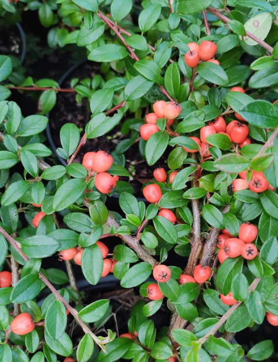 Cotoneaster radicans 'Eichholz' (Dwergmispel)