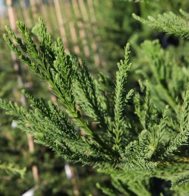 Cryptomeria japonica 'Cristata' (Japanse cypres)