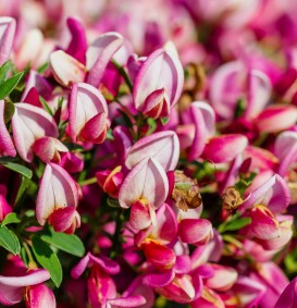 Cytisus 'Hollandia' (Brem)