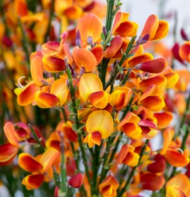 Cytisus 'Lena' (Brem)