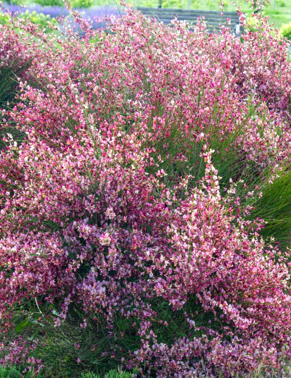 Cytisus 'Zeelandia' (Brem)