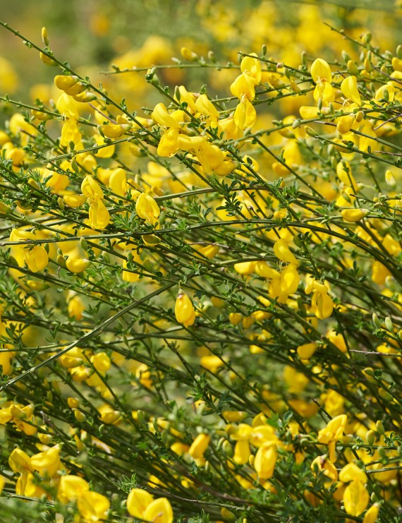 Cytisus kewensis 'Nikki' (Brem)