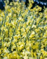 Cytisus praecox 'Allgold' (Brem)