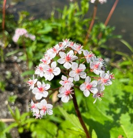 Darmeria peltata (=Peltiphyllum peltatum) (Voetblad - Schildblad)