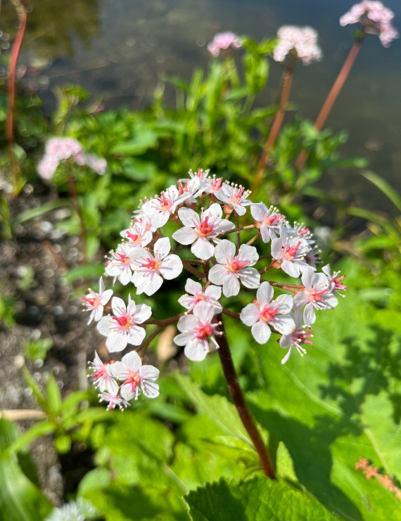 Darmeria peltata (=Peltiphyllum peltatum) (Voetblad - Schildblad)
