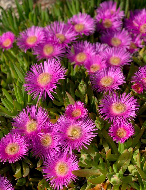 Delosperma cooperi (Delosperma cooperi)