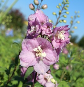 Delphinium 'Astolat' (Ridderspoor)