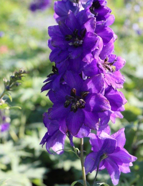 Delphinium 'Black Knight' (Ridderspoor)