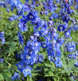 Delphinium 'Blue Bird' (Ridderspoor)