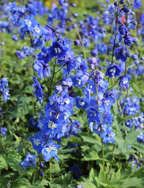 Delphinium 'Blue Bird' (Ridderspoor)
