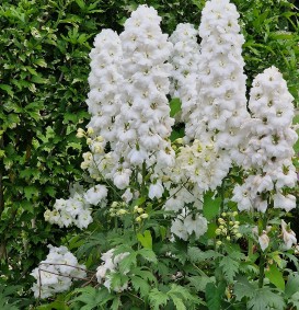Delphinium 'Galahad' (Ridderspoor)