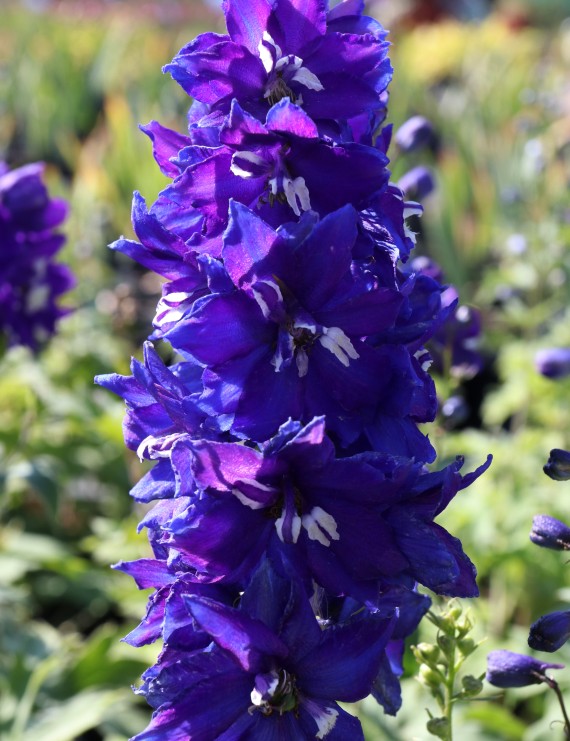 Delphinium 'King Arthur' (Ridderspoor)
