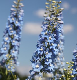Delphinium 'Summer Skies' (Ridderspoor)