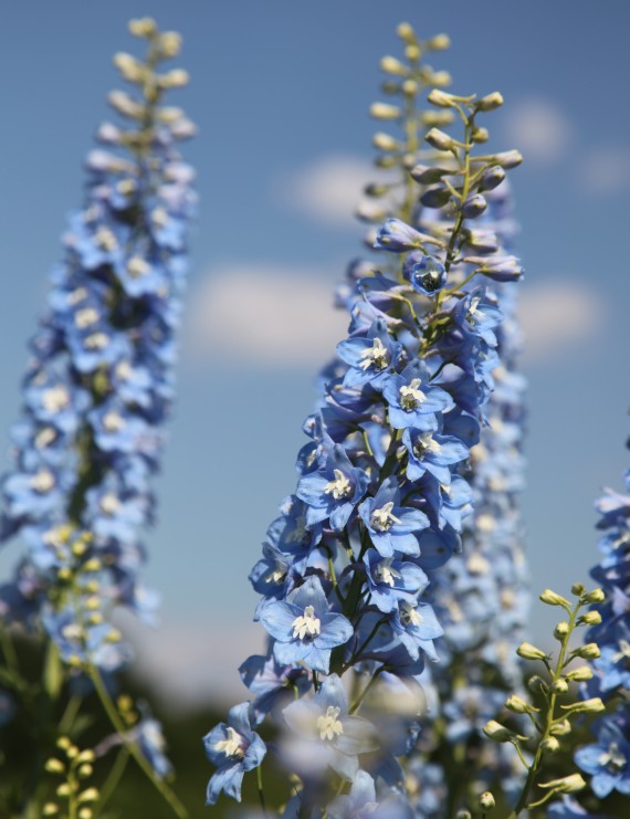 Delphinium 'Summer Skies' (Ridderspoor)