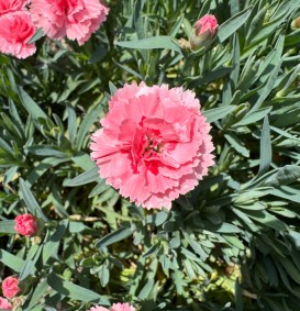 Dianthus plumarius 'Roseus Plenus' (Anjer)