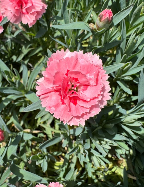 Dianthus plumarius 'Roseus Plenus' (Anjer)