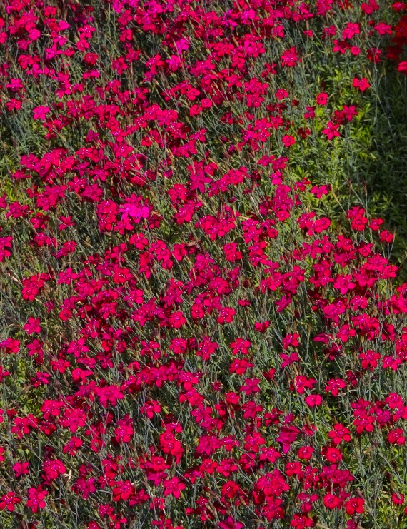 Dianthus deltoides 'Splendens' (Anjer)