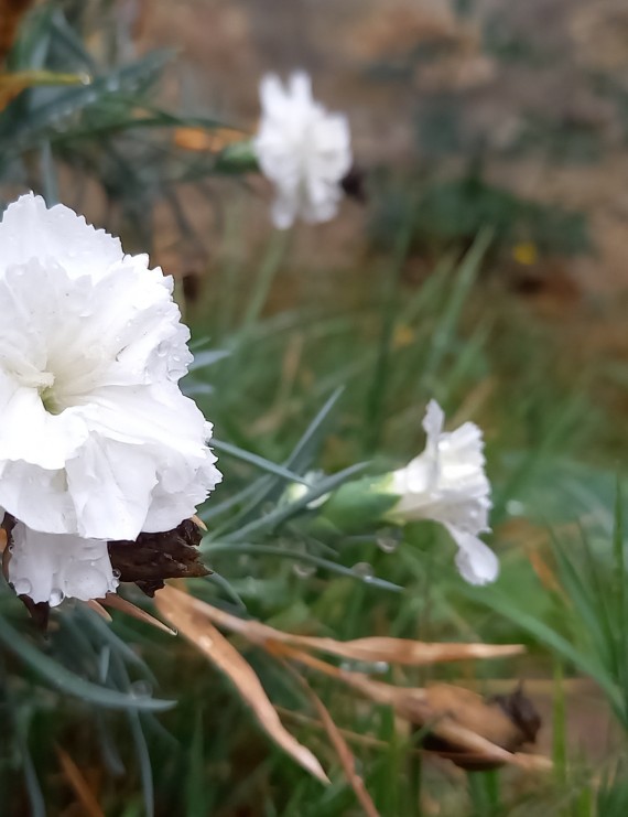 Dianthus plumarius 'Albus Plenus' (Grasanjer)