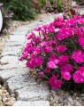 Dianthus plumarius 'Heidi'  (Grasanjer)