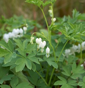 Dicentra spectabilis 'Alba' (Gebroken hartje)