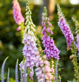 Digitalis purpurea 'Gloxiniiflora' (Vingerhoedskruid)