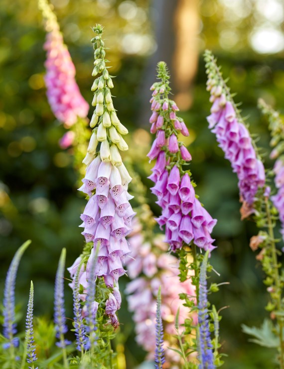 Digitalis purpurea 'Gloxiniiflora' (Vingerhoedskruid)