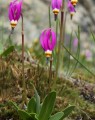 Dodecathion meadia (Twaalfgodenkruid)