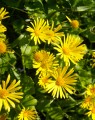 Doronicum orientale (=caucasicum) (Voorjaarszonnebloem)
