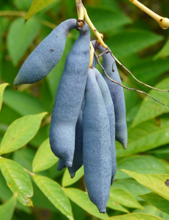 Decaisnea fargesii  (Augurkenstruik)