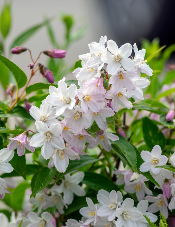 Deutzia crenata 'Pride of Rochester' (Bruidsbloem)