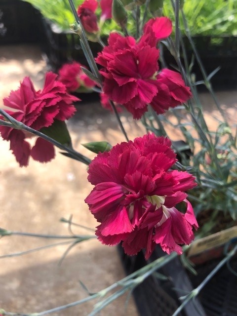 Dianthus plumarius 'Heidi'  (Grasanjer)