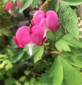 Dicentra spectabilis (Gebroken hartje)