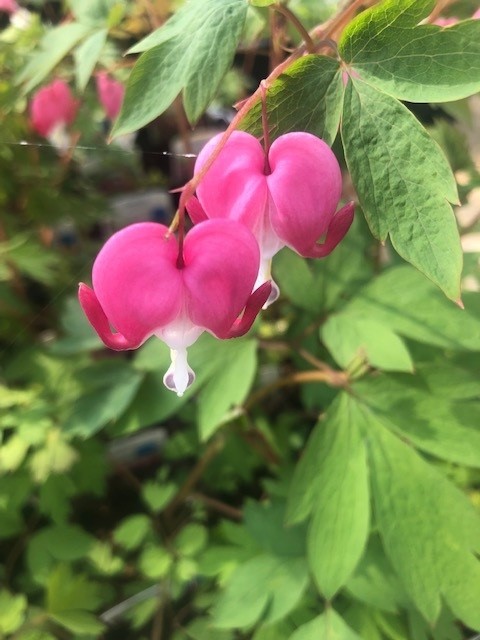 Dicentra spectabilis (Gebroken hartje)