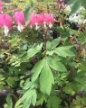 Dicentra spectabilis (Gebroken hartje)