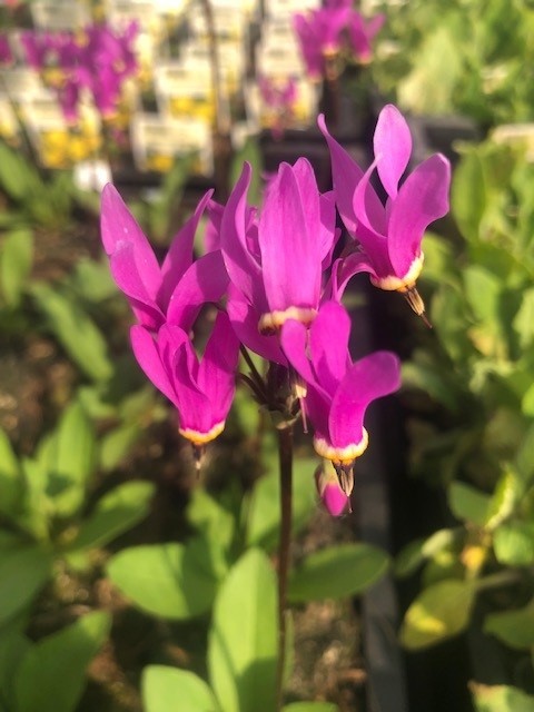 Dodecathion meadia (Twaalfgodenkruid)