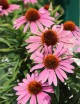 Echinacea purpurea 'Magnus' (Zonnehoed)